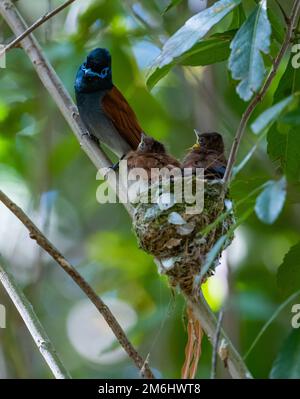 Ein afrikanischer Paradise-Flycatcher (Terpsiphone viridis) füttert zwei Küken in ihrem Nest. Westkap, Südafrika. Stockfoto