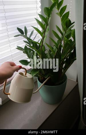 Nahaufnahme der Hand einer Frau, die eine Zamioculcas-Pflanze in einem Topf auf einer Fensterbank bewässert Stockfoto