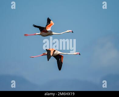 Zwei große Flamingos (Phoenicopterus roseus) fliegen am blauen Himmel. Westkap, Südafrika. Stockfoto