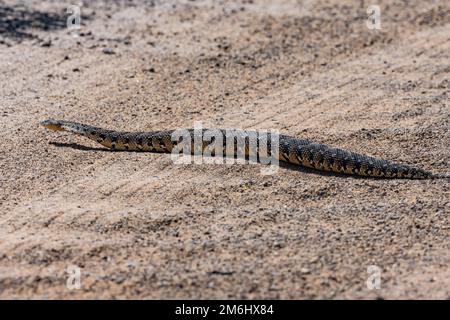 Eine Common-Puff-Adder-Schlange (Bitis arietans arietans) auf einer unbefestigten Straße. Westkap, Südafrika. Stockfoto