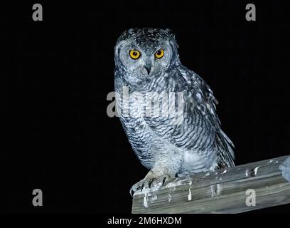 Eine gefleckte Adlereule (Bubo africanus) bei Nacht. Westkap, Südafrika. Stockfoto