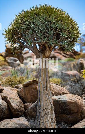 Ein Quiver-Baum oder Kokerboom (Aloidendron Dichotomum), der auf einem felsigen Hügel steht. Nordkap, Südafrika. Stockfoto