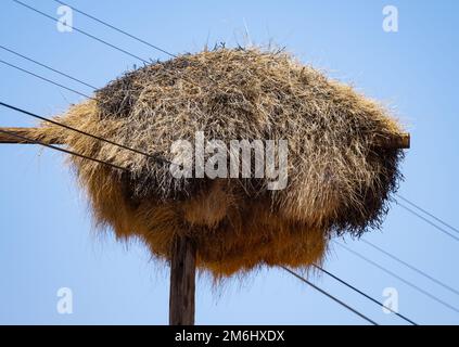 Das massive Gemeinschaftsnest soziabler Weber (Philetairus socius). Nordkap, Südafrika. Stockfoto