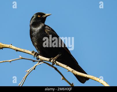 Ein auf einem Ast sitzender, blasser Starling (Onychognathus nabouroup). Augrabies Falls-Nationalpark, Südafrika. Stockfoto