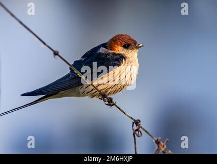 Eine große Schwalbe (Cecropis cucullata), die auf einem Draht befestigt ist. Westkap, Südafrika. Stockfoto