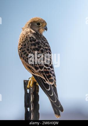 Ein kleiner Kestrel (Falco naumanni) auf einem Zaunpfahl. Westkap, Südafrika. Stockfoto