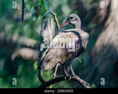 Ein Hadada Ibis (Bostrychia Hagedash), der auf einem Ast steht. Westkap, Südafrika. Stockfoto
