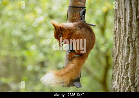 Ein rotes Eichhörnchen (Sciurus vulgaris) auf einer Zuführung auf Brownsea Island im Hafen von Poole, Dorset, Großbritannien Stockfoto