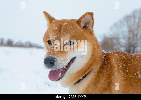 Der Shiba Inu japanische Hund spielt im Winter im Schnee. Stockfoto