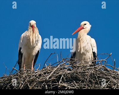 Storchenpaar im nest Stockfoto