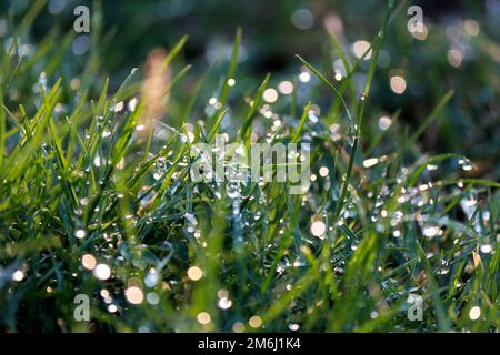 Nahaufnahme von Wassertropfen am Morgen auf Gras Stockfoto