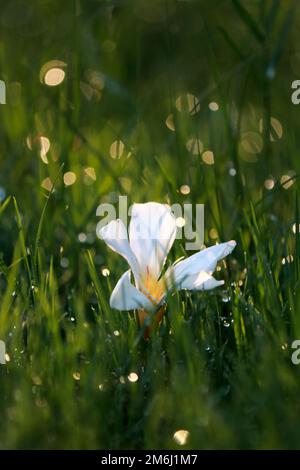 Nahaufnahme der weißen Blume auf Gras mit Regentropfen Stockfoto