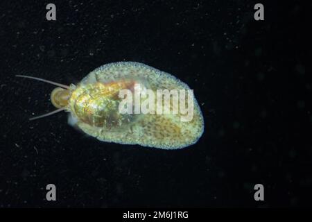 Eine Schnecke im Salzwasseraquarium auf dem Glas Stockfoto