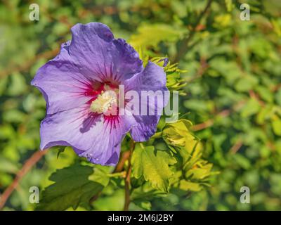 Roseneibian, Hibiscus, Marina „Hibiscus syriacus“ Stockfoto