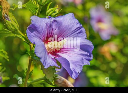 Roseneibian, Hibiscus, Marina „Hibiscus syriacus“ Stockfoto
