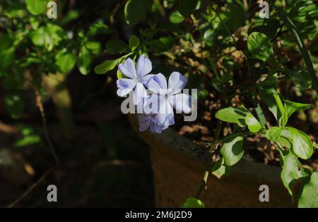 Blüten der Pflanze Cape Leadwort (Plumbago Auriculata) mit einem Zweig, Pflanze wächst in einem Zementtopf Stockfoto