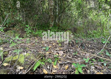 Landschaftsblick auf den Waldboden eines nassen kleinen Waldes in Sri Lanka. Einschließlich Farne, tote und verwesende Blätter und Stängel, Felsen mit Algen Stockfoto