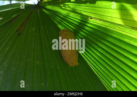 Ein Potter-Wespennest auf der Oberfläche eines großen, gerafften Fächerpalmenblattes im Garten Stockfoto