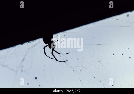 Silhouette einer riesigen tropischen Spinne auf einem Netz, gefangen in Minas Gerais, Brasilien Stockfoto