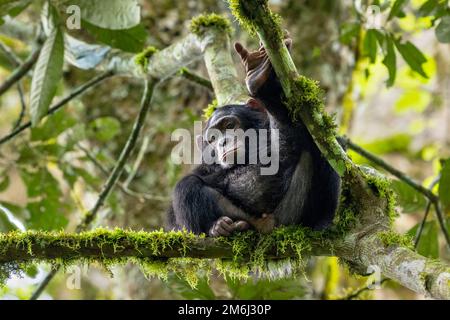 Ein Schimpanse, der den Fotografen von den Bäumen aus ansieht. Bild aufgenommen im Kibale Regenwald, West-Uganda. Stockfoto