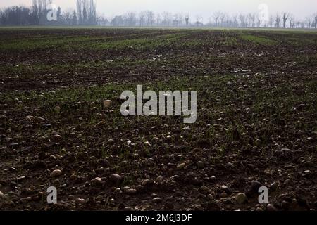 Kulturfeld mit Sprossen an einem bewölkten Tag in der italienischen Landschaft aus nächster Nähe Stockfoto