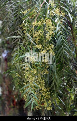 Peruanischer Pfefferbaum (Schinus molle) - Zweige mit Blumen Stockfoto