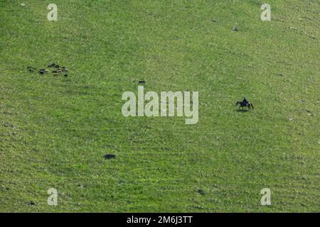 Hirte und Schafe weiden auf Hügeln Stockfoto