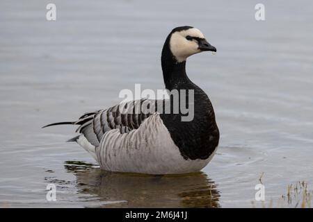 Barnakelgans (Branta-Leukopse), die sich an der Küste Yorkshire, England, ernährt Stockfoto
