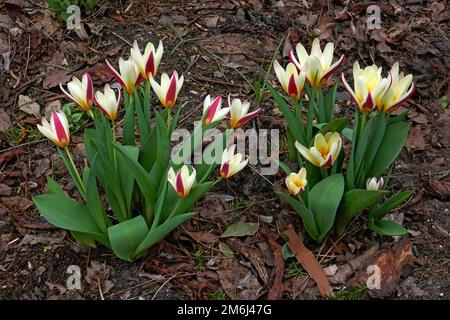 Wasserlilien-Tulpe Stockfoto