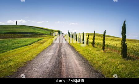 Monteroni d'Arbia, die Via francigena. Straße, Felder und Bäume. Provinz Siena, Toskana. Italien, Europa. Stockfoto