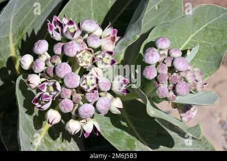 Oscher (Calotropis procera, SYN.Asclepias procera, Asclepias gigantea), auch Fettblattbaum Stockfoto