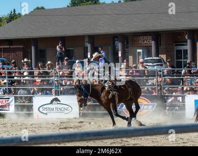 Ein bronchialreitender Cowboy, der beim RAM Rodeo in New Liskeard, Ontario, antritt. Stockfoto