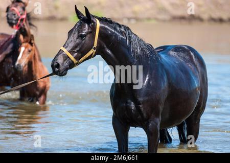 Pferde an der Wasserstelle an einem heißen Sommertag Stockfoto