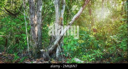 Tropischer Dschungelwald auf der Halbinsel Yucatan, Mexiko. Stockfoto