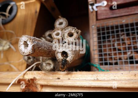 Gehörnte Maurerbiene (Osmia cornuta) - männlich in einem Nestrohr Stockfoto