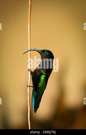 Kolibri ruht auf einem Draht Stockfoto