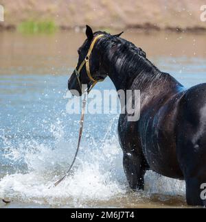 Pferde an der Wasserstelle an einem heißen Sommertag Stockfoto