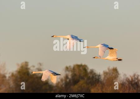 00758-02013 Trompeterschwäne (Cygnus Buccinator) im Flug Riverlands Wandervogel Sanctuary St. Charles Co., MO Stockfoto