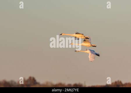 00758-02016 Trompeterschwäne (Cygnus Buccinator) im Flug Riverlands Wandervogel Sanctuary St. Charles Co., MO Stockfoto