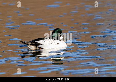 00751-00317 Goldauge (Bucephala clangula) männlich in Feuchtgebieten im Winter Clinton Co IL Stockfoto
