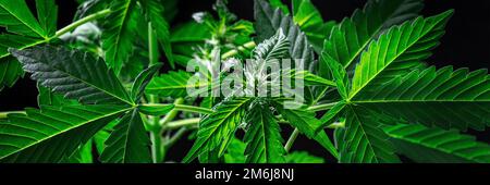 Blühende Cannabispflanzen auf schwarzem Hintergrund Stockfoto