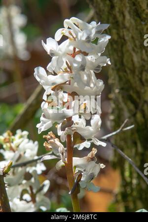 Weiße Blüten von Hollowroot im Wald. Blühender Corydalis Cava im Frühling. Stockfoto