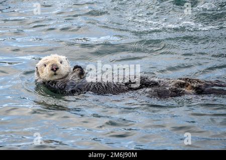 Der Seeotter schwimmt auf dem Rücken und schaut in die Kamera Stockfoto