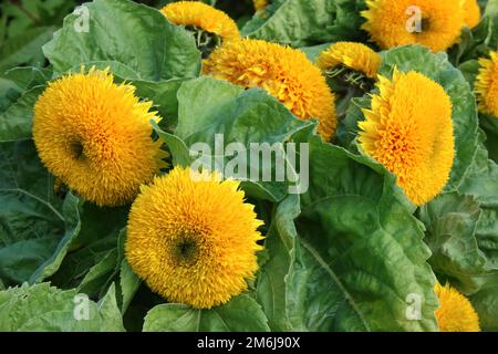 Sonnenblumen (Helianthus annuus 'Teddybär') im Garten. Stockfoto