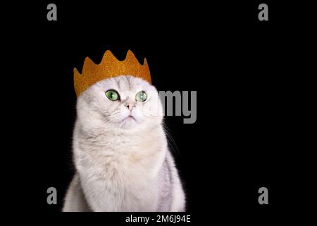 Nahaufnahme einer luxuriösen weißen königlichen Katze in einer goldenen Krone auf schwarzem Hintergrund Stockfoto