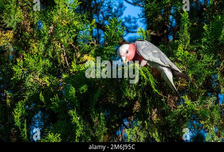 Australische GALAH (Eolophus roseicapilla) Stockfoto