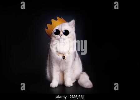 Eine weiße Königskatze mit goldener Krone sitzt auf einem isolierten schwarzen Hintergrund. Stockfoto