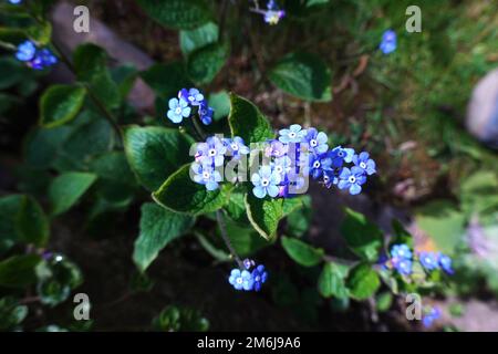 Großblättrige Weiße Vergessenheit (Brunnera macrophylla) - Blütenpflanze Stockfoto