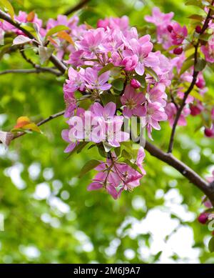 Blass rosa Apfelbaum blüht im Frühlingsgarten Stockfoto