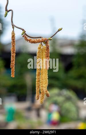 Die Korkenzieher-Hasel (Corylus avellana Contorta) männliche Kätzchen im frühen Frühjahr. Stockfoto